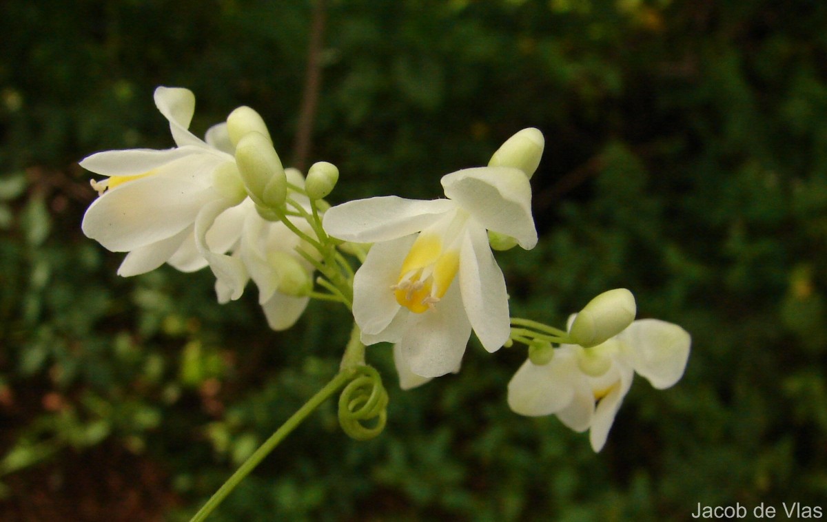 Cardiospermum grandiflorum Sw.